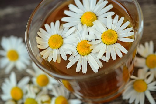chamomile-829220__340